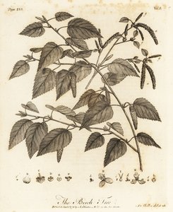 Molyhos nyír, Betula pubescens.
