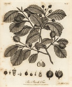 Európai bükk vagy közönséges bükk, Fagus sylvatica.