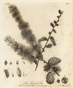 európai vörösfenyő, Larix decidua.