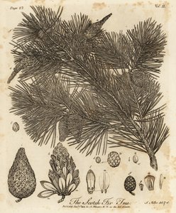 Erdei fenyő, Pinus sylvestris.