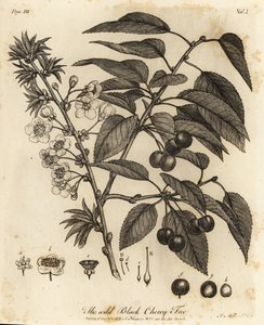 Meggy, meggy vagy törpe cseresznye, Prunus cerasus.