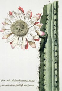 Cereus Erectus Altissimus Syrinamensis a Phythanthoza Iconographica-ból, amely Németországban jelent meg, 1737-45