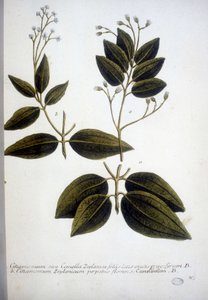Cinnamomum Zeylanicum (Ceylon Cinnamomum) - A Herbárium metszete J.W. Weinmann 1737-ben.