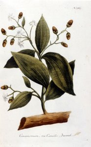Fahéj – J.W. Weinmann Herbier-ben