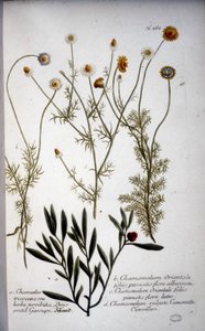 Számos Chamaemelum (kamilla) faja – J.W.Weinmann „” Herbáriumában 1737-ben.