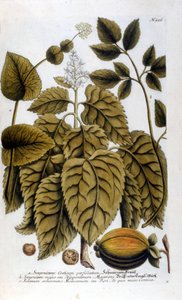Smyrnium Cretium perfoliatum - Maceron de Crete vagy Maceron perfolia. J. W. Weinmann herbáriumából vett tányér