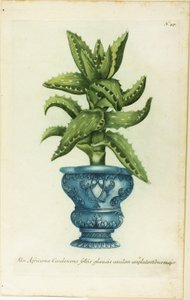 Afrikai Aloe, 47-es lemez a Phtanthoza Iconographia-tól