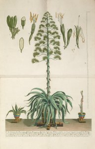 Aloe Americana folio Mucronato vésett és mezzotint lemeze, c. 1735-1737