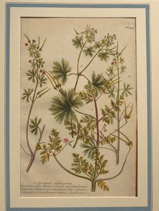 Herb Robert (Geranium robertianum), színes metszet