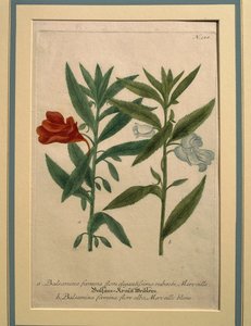 Impatiens, színes metszet