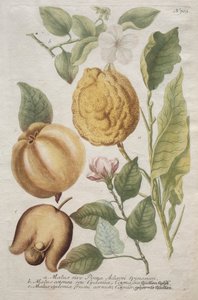 Phytanthoza iconographia: 703. sz.