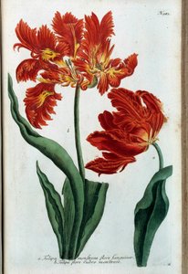 Piros tulipán. Botanikai tábla