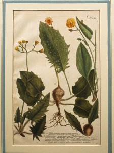 Fali sólyomfű (Hieracium murorum), színes metszet