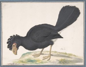 Egy fekete curassow, n.d. alkotó: Johannes Bronckhorst