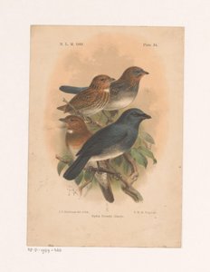 Négy madár egy ágon Siphia Everetti Sharpe (cím a tárgyon) alkotó: Johannes Gerardus Keulemans