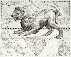 Oroszlán, Oroszlán csillagkép, az illusztráció Johann Hevelius (1611-1687) csillagatlaszából, Firmamentum Sobiescianum sive Uranographia, Gdansk