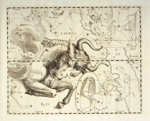 Bika, Bika csillagkép, metszet a Firmamentum Sobiescianum sive Uronographia égi atlaszból, Johann Hevelius (1611-1687), Gdansk