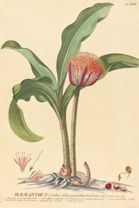 Haemanthus alkotó: Johannes Jacob Haid and Johannes Elias Haid after Georg Ehret