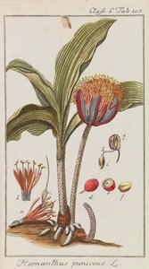 Szép és ritka növények válogatása, 1795-1798. alkotó: Johannes Zorn