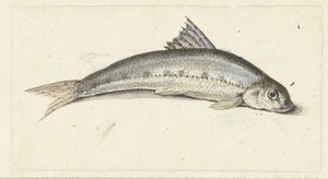 gondola alkotó: Johannes le Francq van Berkhey