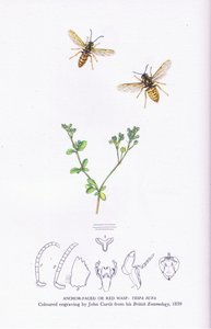 Anchor Faced vagy Red Wasp, Nature in Britain, Collins alkotó: John (after) Curtis