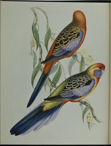 Adelaide papagáj (Platycercus Adelaidiae) (kézzel színezett litho) alkotó: John (after) Gould