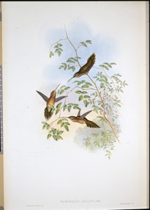 Adolf remete (Phaethornis Adolphi) (kézzel színezett litó) alkotó: John (after) Gould