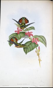 Szövetséges remete (Glaucis affinis) (kézzel színezett litho) alkotó: John (after) Gould
