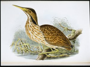 Amerikai keserű (Botaurus Lentiginosus) (kézzel színezett litho) alkotó: John (after) Gould