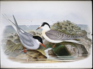 Sarkvidéki csér (Sterna Macrura) (kézzel színezett litho) alkotó: John (after) Gould