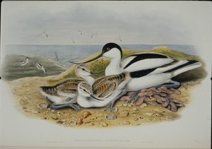 Avocet (Recurvirostra Avocetta) (kézzel színezett litho) alkotó: John (after) Gould