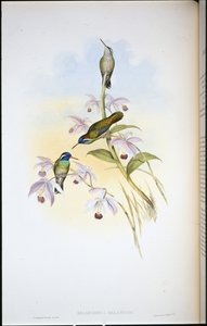 Feketefülű kolibri (Heliopaedica Melanotis) (kézzel színezett litográfia) alkotó: John (after) Gould