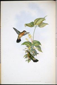 Feketefarkú remete (Glaucis Melanura) (kézzel színezett litho) alkotó: John (after) Gould