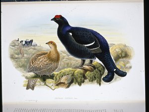 Fekete nyírfajd (Tetrao Tetrix) (kézzel színezett litho) alkotó: John (after) Gould