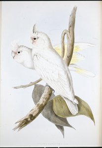 Vérfoltos kakadu (Cacatua Sanguinea) (kézzel színezett litho) alkotó: John (after) Gould