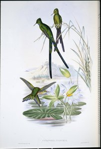 Blue-tailed Sylph (Cynanthus Cyanurus) (kézzel színezett litho) alkotó: John (after) Gould