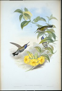 Kéktorkú Cazique (Delatria Clemenciae) (kézzel színezett litho) alkotó: John (after) Gould