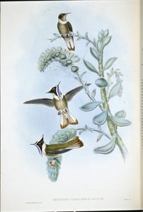 Kéktorkú Hlemte Crest (Oxypogon Cyanolaemus) (kézzel színezett litho) alkotó: John (after) Gould