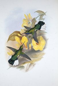 Kéktorkú kardszárnyú (Campylopterus Ensipennis) (kézzel színezett litho) alkotó: John (after) Gould