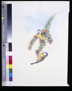 Kék cinege (Parus Caeruleus) (kézzel színezett litho) alkotó: John (after) Gould