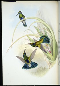 Bolíviai ibolyafül (Petasophora Iolata) (kézzel színezett litho) alkotó: John (after) Gould