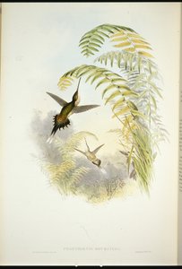 Bourcier-remete (Phaethornis Bourcieri) (kézzel színezett litográfia) alkotó: John (after) Gould
