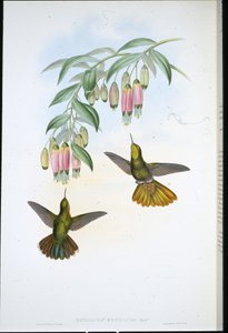 Brassy Tail (Metallura Aeneicauda) (kézzel színezett litho)