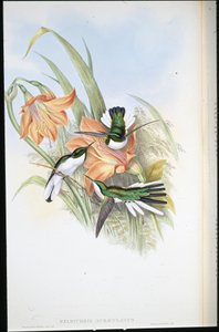 Brazil tündér (Heliothrix Auriculatus) (kézzel színezett litho) alkotó: John (after) Gould