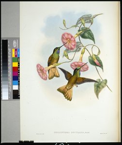 Buffal-tailed Star-frontlet (helianthea osculans) (kézzel színezett litho) alkotó: John (after) Gould