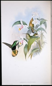 Bársonydongó (Lafresnaya Flavicaudata) (kézzel színezett litográfia) alkotó: John (after) Gould