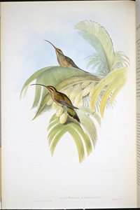 Cayenne Remete (Phaethornis Superciliosus) (kézzel színezett litó) alkotó: John (after) Gould