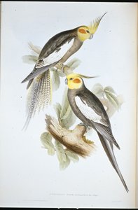 Kakadu papagáj (New Holland Nymph) (kézzel színezett litho) alkotó: John (after) Gould