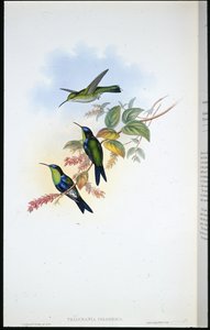Columbian Panoplites / Coulmbiai Wood-nimfa (Thalurania Colombica) (kézzel színezett litho) alkotó: John (after) Gould