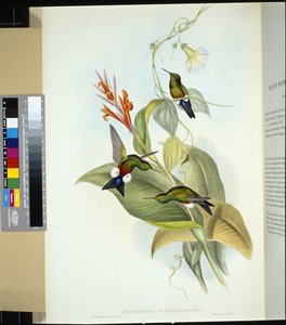 Rézhasú Puff Leg (eriocnemis cupreiventris) (kézzel színezett litho) alkotó: John (after) Gould